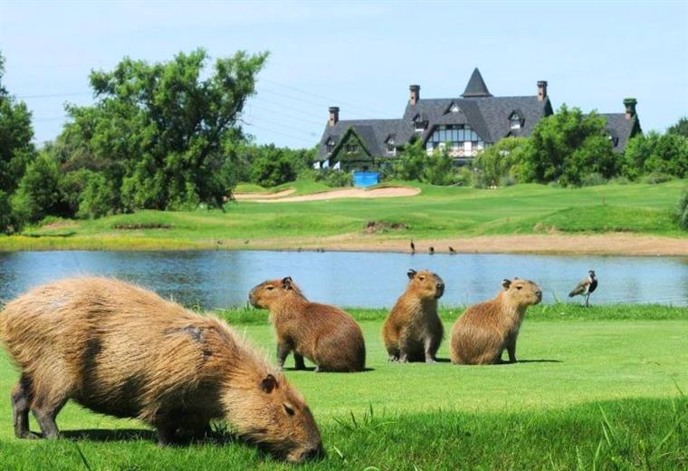 Capybaras on the lake shore