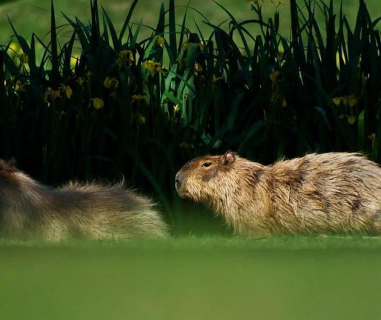 Resident wildlife on the course